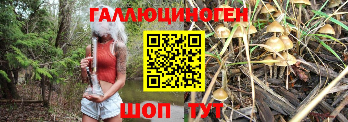 Псилоцибиновые грибы Psilocybe Шадринск